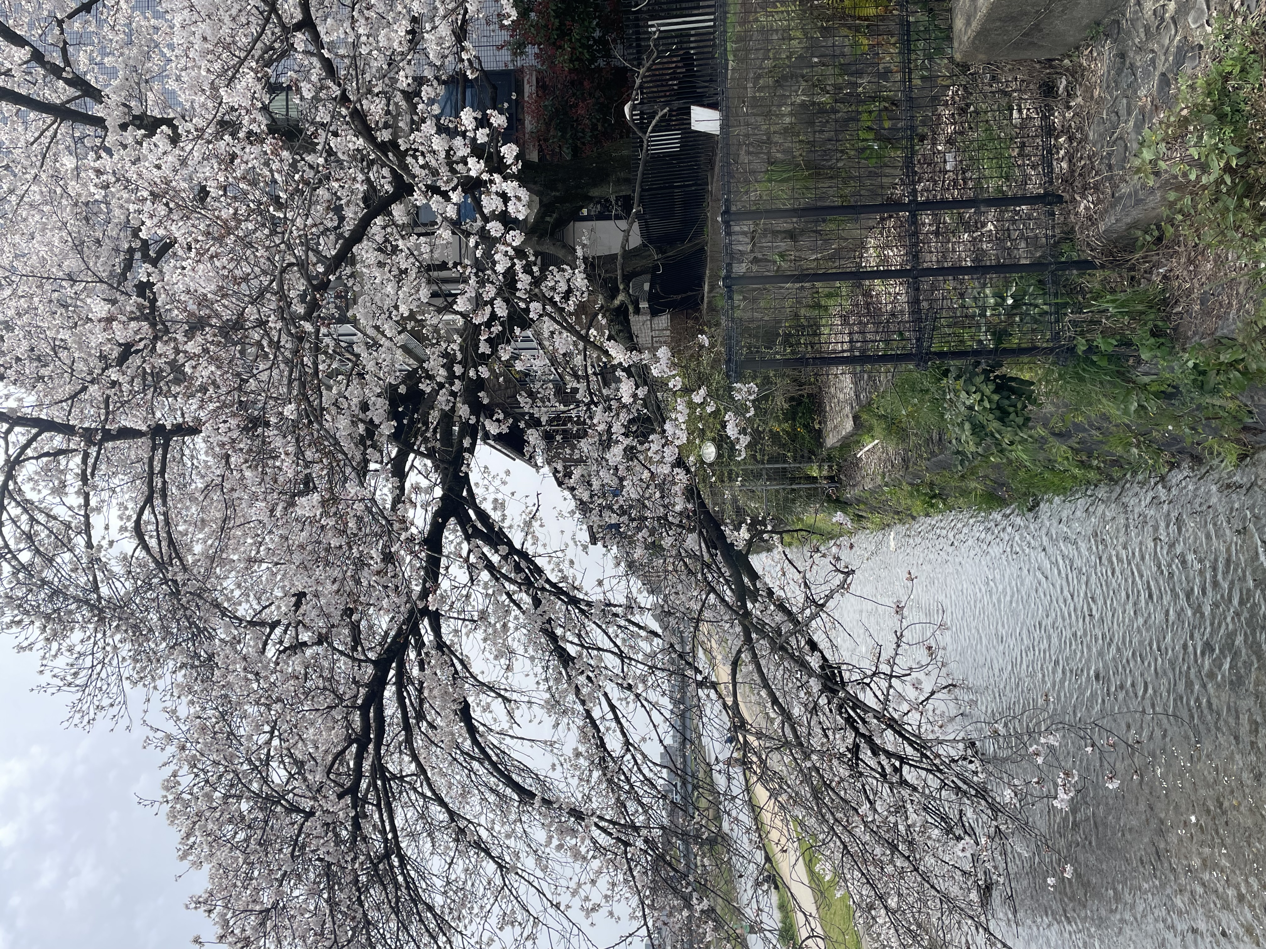 Kyoto, Tennocho