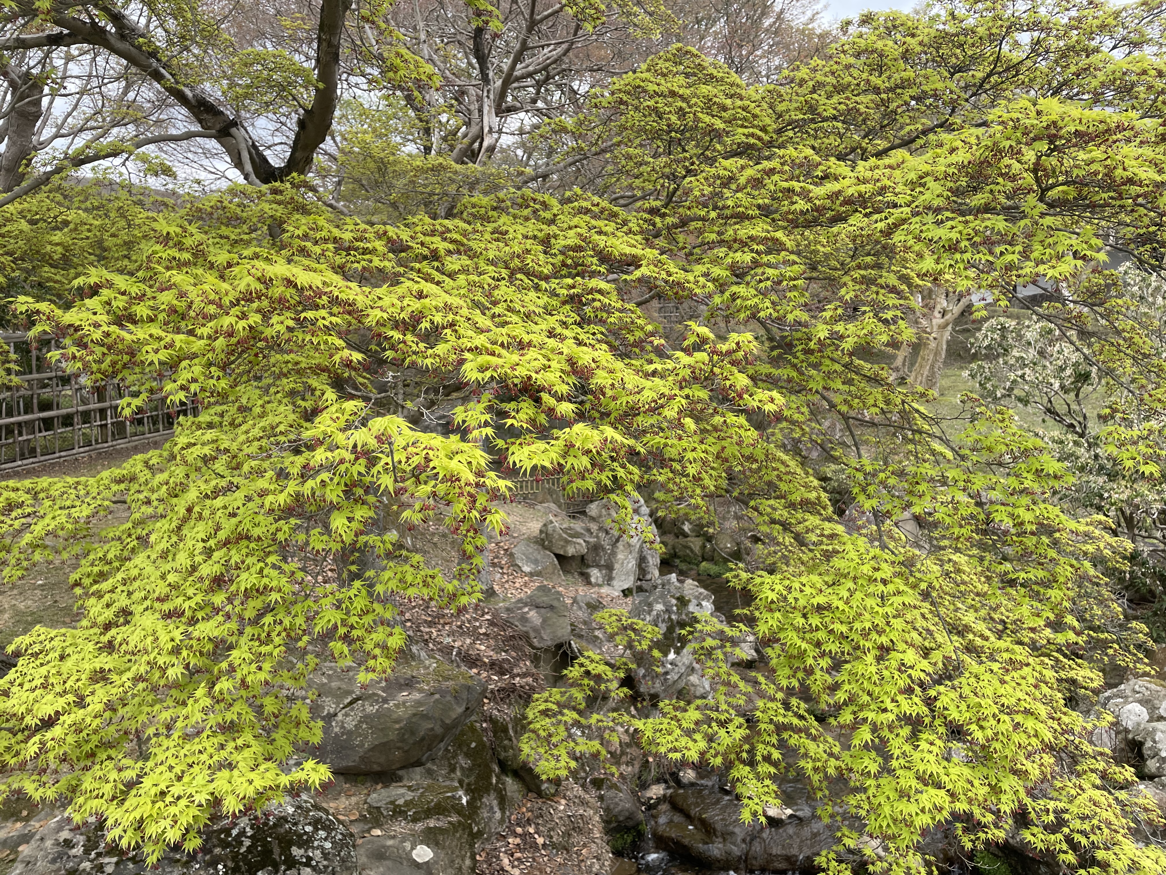 Nara Park