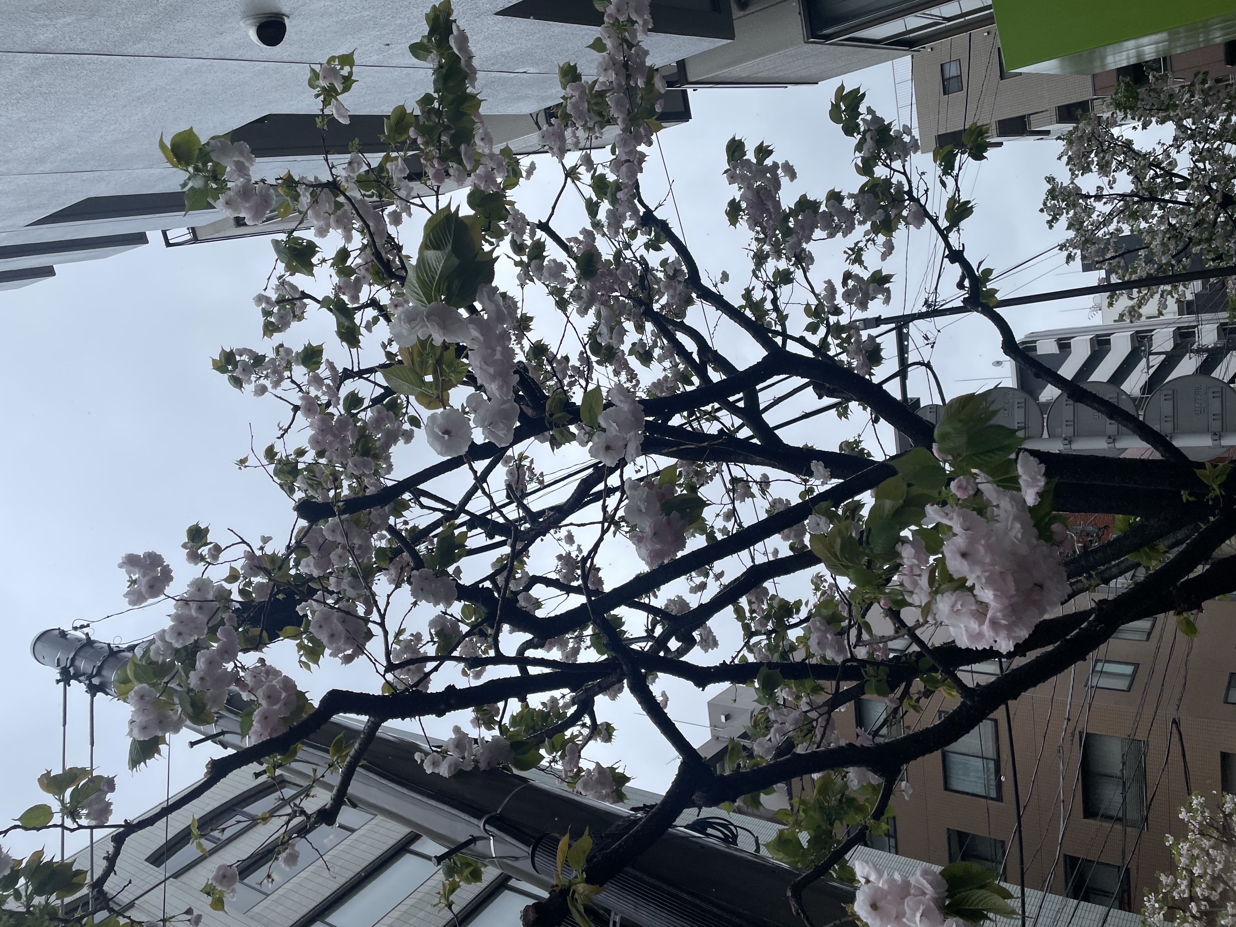 Asakusa, Taito