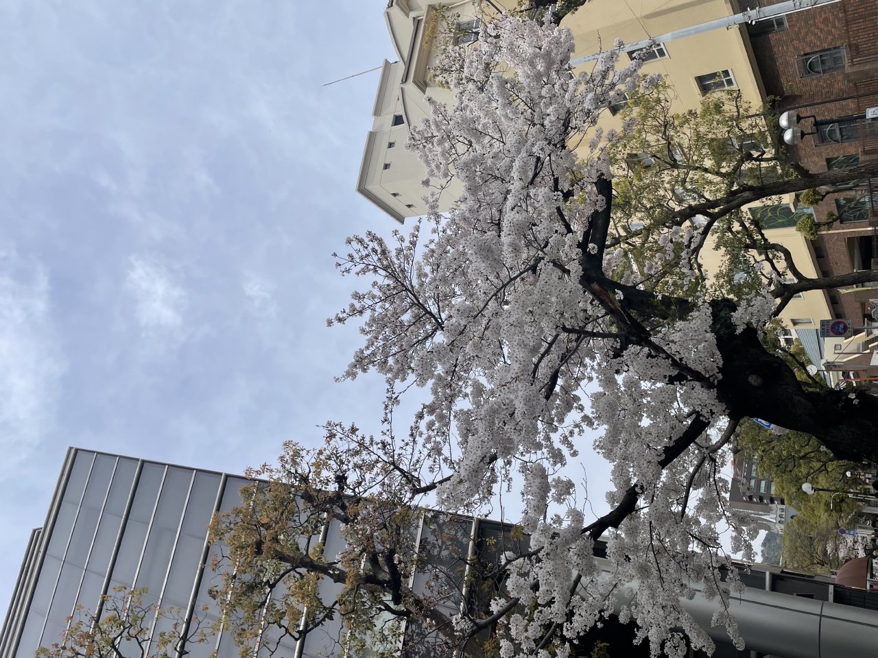 Kobe city view